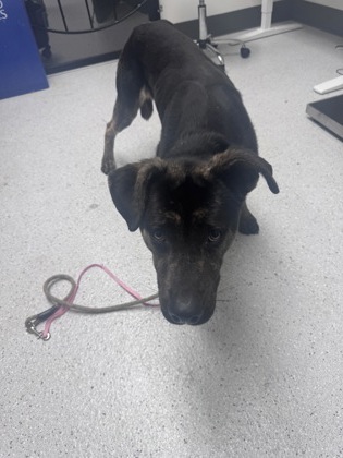 Shelter Stray Male Dog last seen Oakland, CA 94612, Oakland, CA 94601