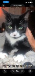 Lost Male Cat last seen Charles street , Swinton, England M27 9UR