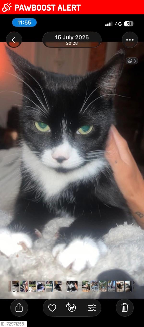 Lost Male Cat last seen Charles street , Swinton, England M27 9UR