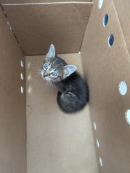 Shelter Stray Male Cat last seen , TX , Fort Worth, TX 76119