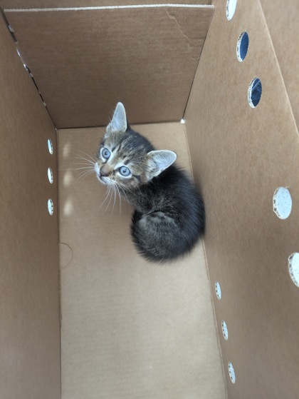 Shelter Stray Male Cat last seen , TX , Fort Worth, TX 76119