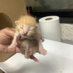 Shelter Stray Male Cat last seen Tarrant County, TX , Fort Worth, TX 76119