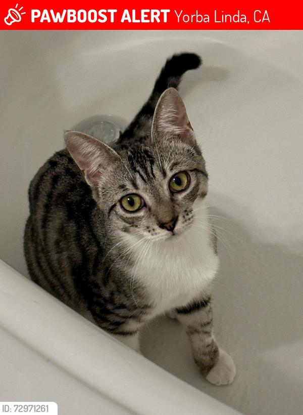 Lost Female Cat last seen Villagio neighborhood , Yorba Linda, CA 92886