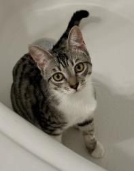 Lost Female Cat last seen Villagio neighborhood , Yorba Linda, CA 92886