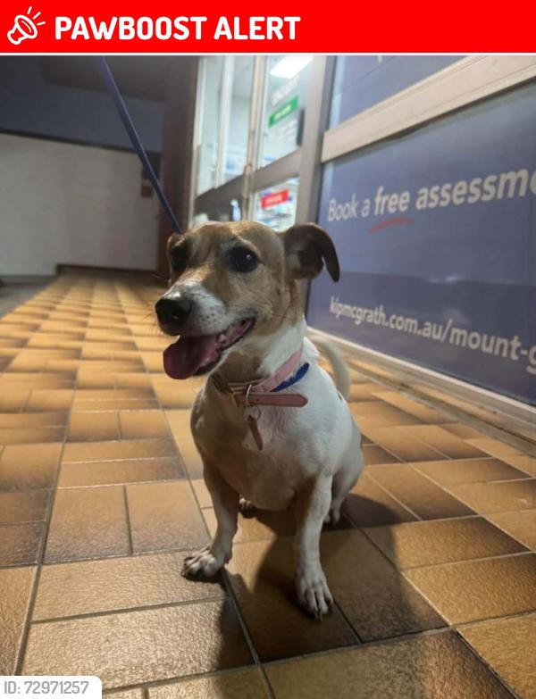 Lost Female Dog last seen St Catherine school Newman Rd , Upper Mount Gravatt, QLD 4122