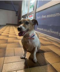 Lost Female Dog last seen St Catherine school Newman Rd , Upper Mount Gravatt, QLD 4122