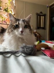 Lost Female Cat last seen Martic forge, Conestoga, PA 17516