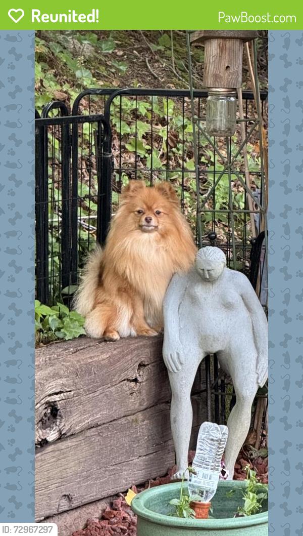 Reunited Female Dog last seen Near Exeter ct, Hendersonville, NC 28791