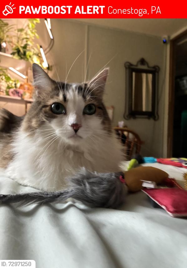 Lost Female Cat last seen Martic forge, Conestoga, PA 17516