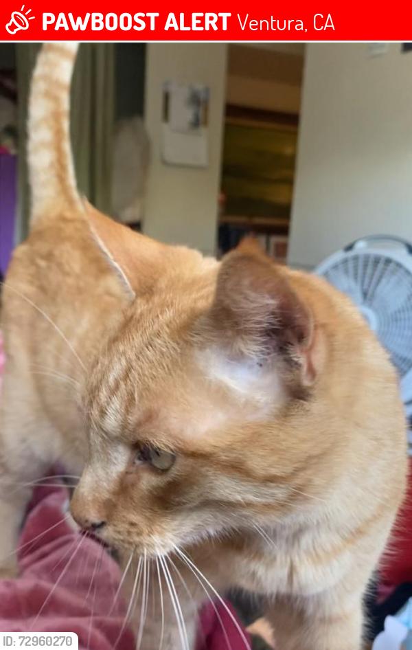 Lost Male Cat last seen Montebello Avenue and Hollister St Ventura CA, Ventura, CA 93004