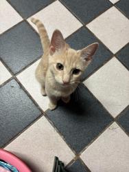 Reunited Female Cat last seen A Chadwick St, Philadelphia, PA 19146