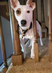 Reunited Male Dog last seen Barth and nelson, Indianapolis, IN 46203