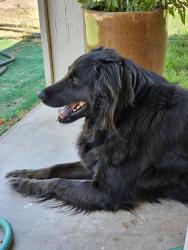Reunited Male Dog last seen Stapley Dr and Brown Road, Mesa, AZ 85203