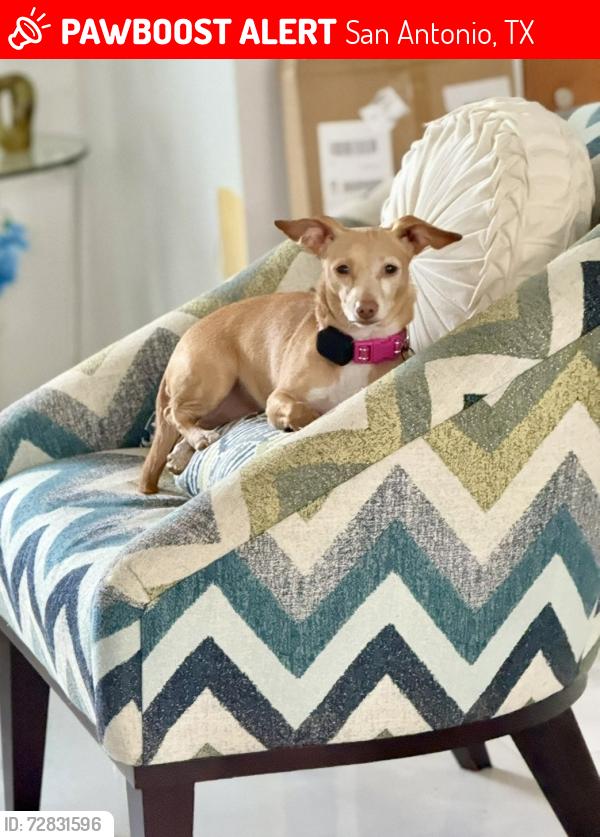Lost Female Dog last seen Pinebrook Dr & Mossrock, San Antonio, TX 78230