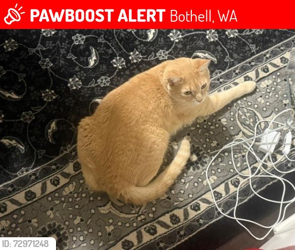 Lost Male Cat last seen 126th AVE NE Bot WA, Ridgeline ests, Morning Side, holly hills, Bothell, WA 98011