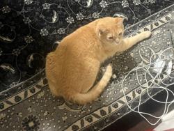 Lost Male Cat last seen 126th AVE NE Bot WA, Ridgeline ests, Morning Side, holly hills, Bothell, WA 98011