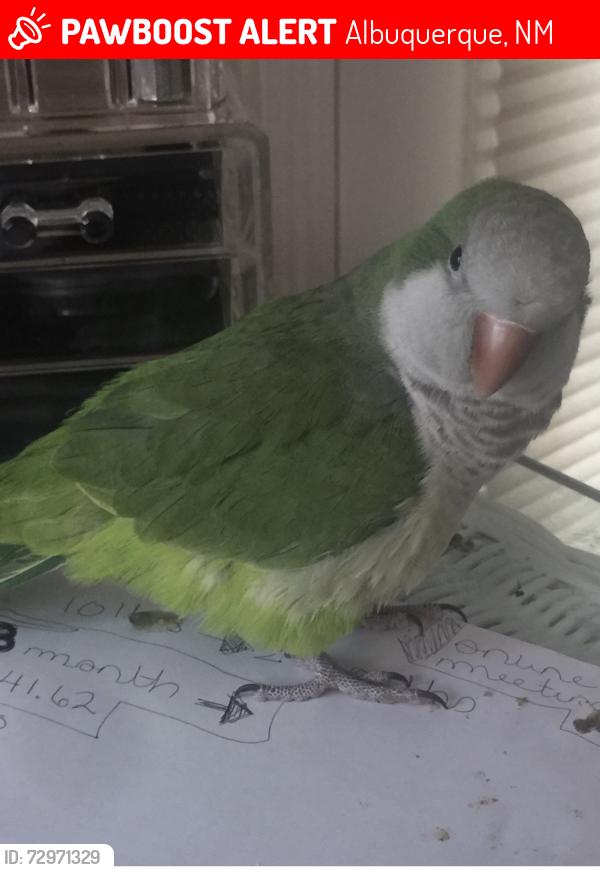 Lost Unknown Bird last seen Comanche and Juan Tabo , Albuquerque, NM 87111