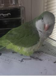 Lost Unknown Bird last seen Comanche and Juan Tabo , Albuquerque, NM 87111
