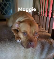 Reunited Female Dog last seen Barth and nelson, Indianapolis, IN 46203
