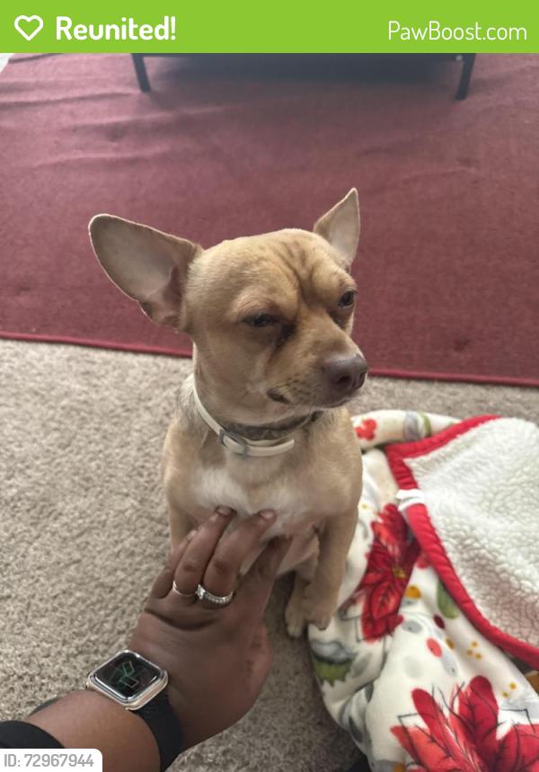 Reunited Male Dog last seen Taco Bell on camp Bowie , Fort Worth, TX 76116