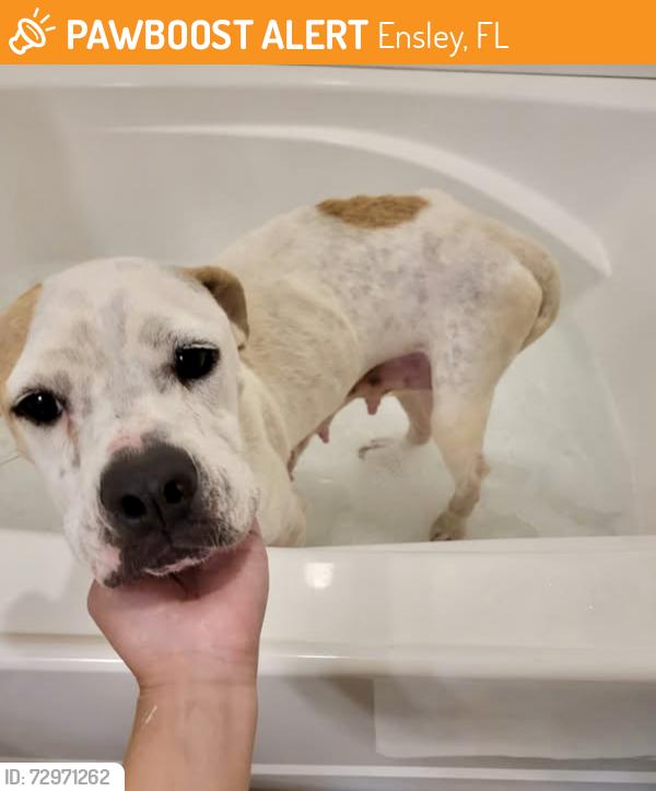 Found/Stray Female Dog last seen Airway Rd and Smiley Ave, Ensley, FL 32514