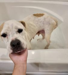 Found/Stray Female Dog last seen Airway Rd and Smiley Ave, Ensley, FL 32514