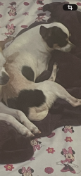 Lost Male Dog last seen Spring Dane dr, Spring, TX 77373