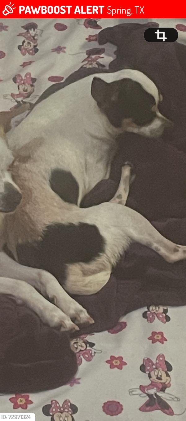 Lost Male Dog last seen Spring Dane dr, Spring, TX 77373
