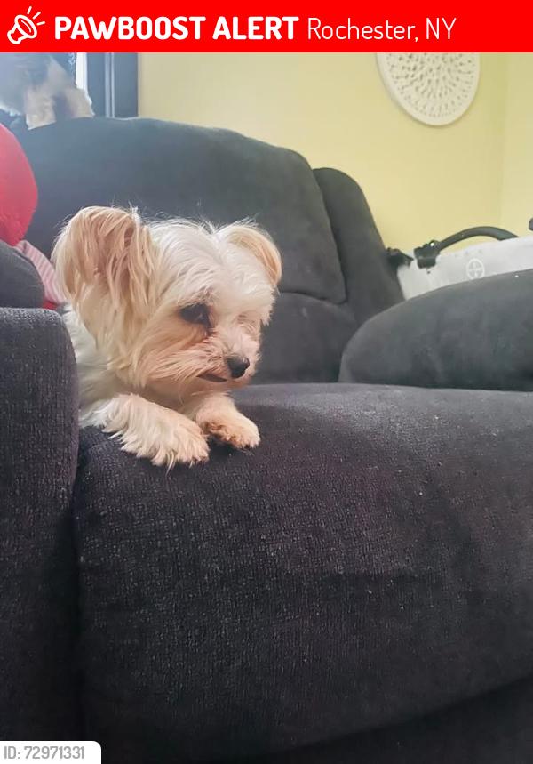 Lost Female Dog last seen Maple st and MT Read, Rochester, NY 14611