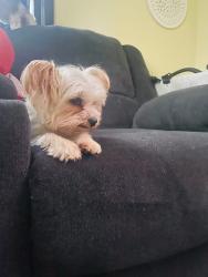 Lost Female Dog last seen Maple st and MT Read, Rochester, NY 14611