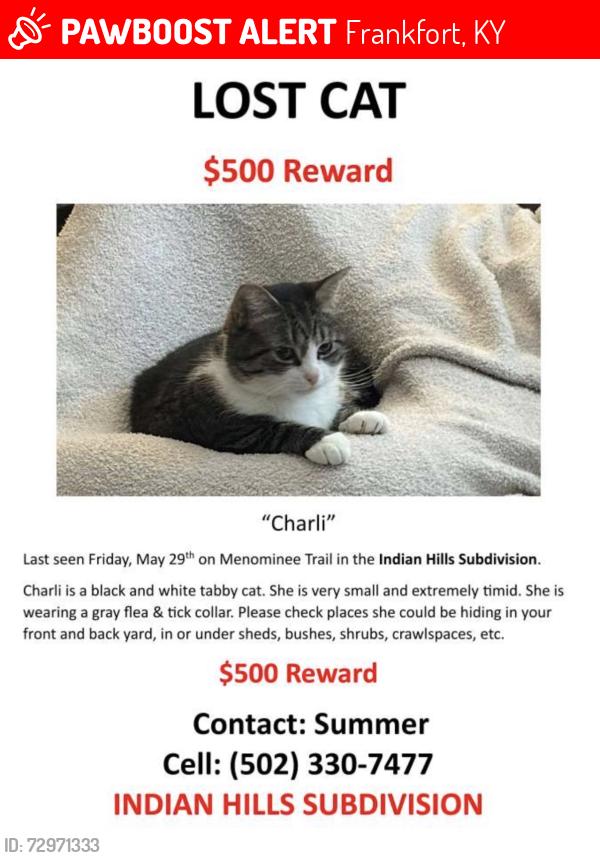 Lost Female Cat last seen Indian Hills Subdivision , Frankfort, KY 40601