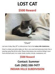 Lost Female Cat last seen Indian Hills Subdivision , Frankfort, KY 40601