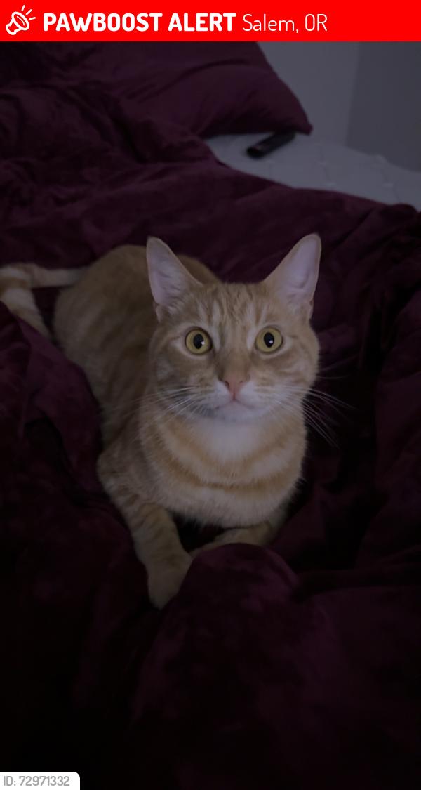 Lost Male Cat last seen Kale, Salem, OR 97305