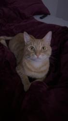 Lost Male Cat last seen Kale, Salem, OR 97305
