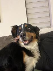 Reunited Female Dog last seen Lundy Lane, Beaumont, CA 92223