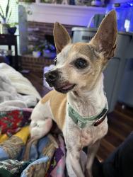 Reunited Male Dog last seen St Mark Drive, Mansfield, TX 76063
