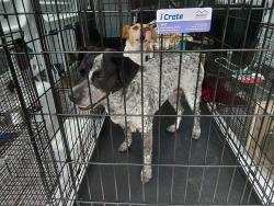 Shelter Stray Female Dog last seen Near Emancipation Boulevard, BROUSSARD, LA, 70518, Lafayette, LA 70507