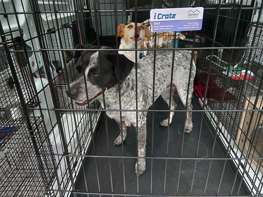Shelter Stray Female Dog last seen Near Emancipation Boulevard, BROUSSARD, LA, 70518, Lafayette, LA 70507