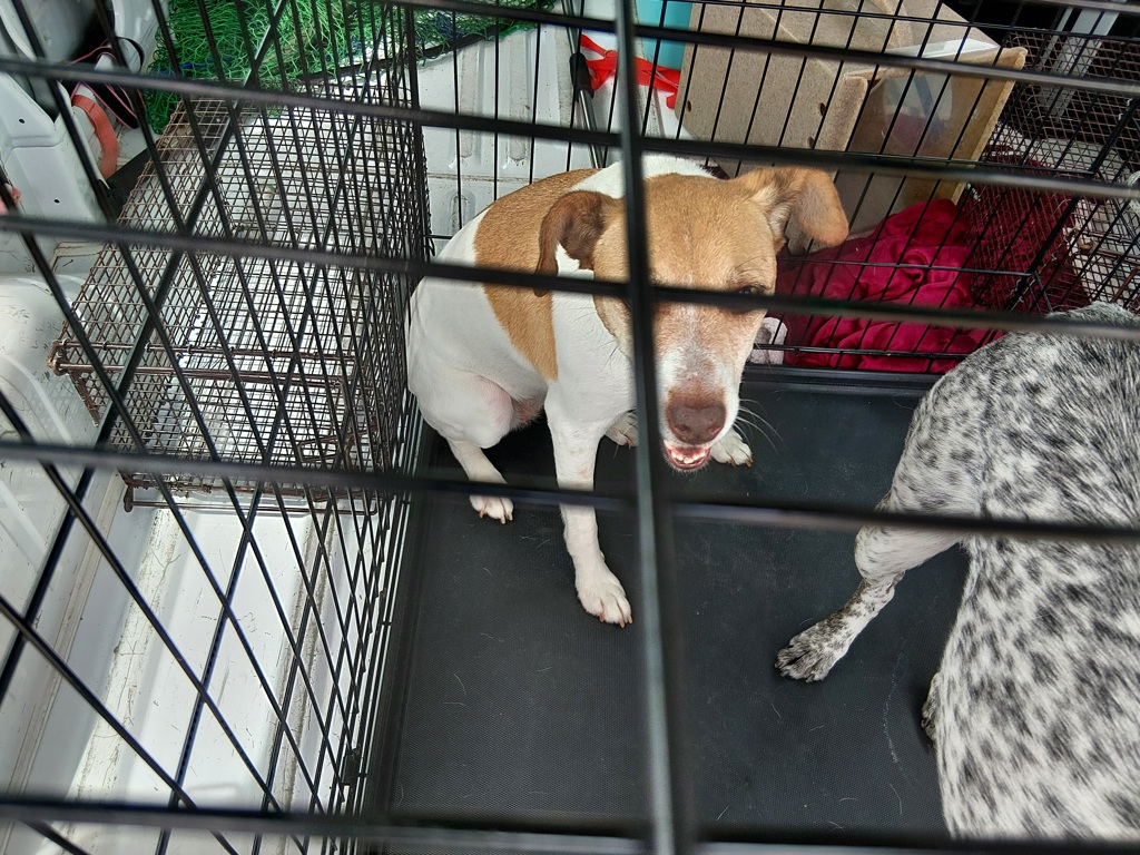 Shelter Stray Female Dog last seen Near Emancipation Boulevard, BROUSSARD, LA, 70518, Lafayette, LA 70507