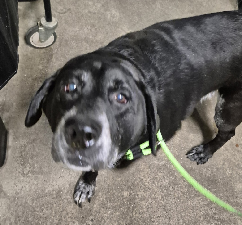 Shelter Stray Female Dog last seen Norrland Court, POULSBO, WA, 98370, Silverdale, WA 98383