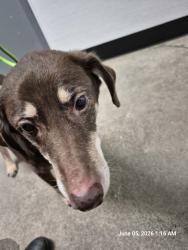 Shelter Stray Female Dog last seen Norrland Court, POULSBO, WA, 98370, Silverdale, WA 98383