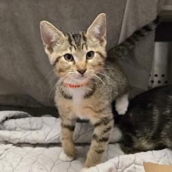 Shelter Stray Female Cat last seen Street, LIVERMORE, CA, 94550, Oakland, CA 94621