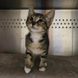 Shelter Stray Female Cat last seen Street, LIVERMORE, CA, 94550, Oakland, CA 94621