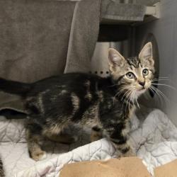 Shelter Stray Female Cat last seen Street, LIVERMORE, CA, 94550, Oakland, CA 94621