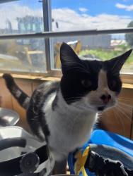Found/Stray Unknown Cat last seen The Star Center, Tacoma, WA 98409