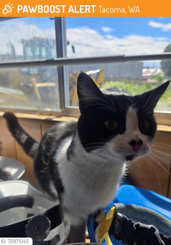 Found/Stray Unknown Cat last seen The Star Center, Tacoma, WA 98409