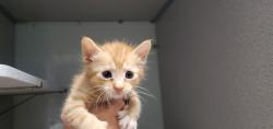 Shelter Stray Female Cat last seen Near S Main Street, SALT LAKE CITY, UT, 84115, 511 W 3900 S, Salt Lake City, UT 84123, USA