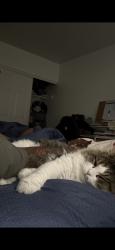 Lost Male Cat last seen Delta st san diego, San Diego, CA 92113