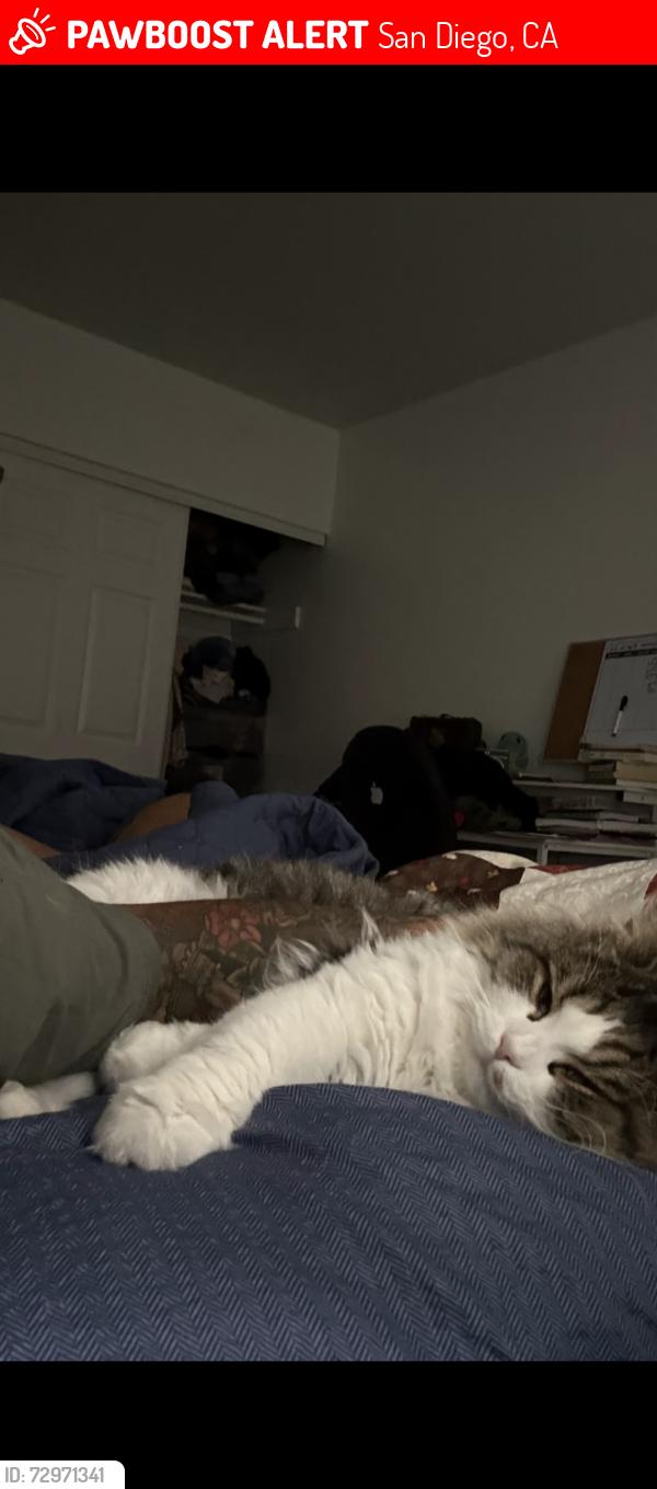 Lost Male Cat last seen Delta st san diego, San Diego, CA 92113