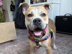 Shelter Stray Male Dog last seen Morris Avenue, BRONX, NY, 10451, New York, NY 10029